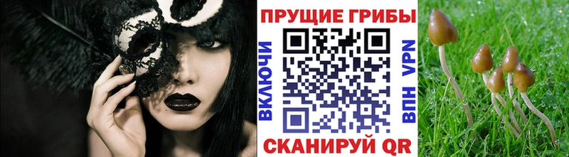 Псилоцибиновые грибы Cubensis  Кропоткин 